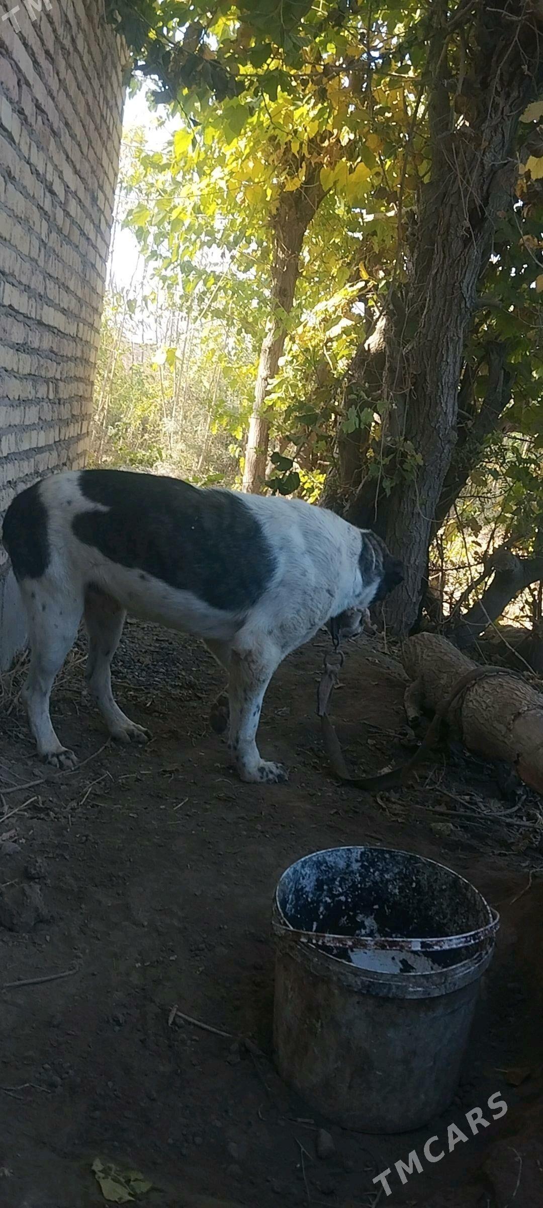 Baron - Саят - img 2