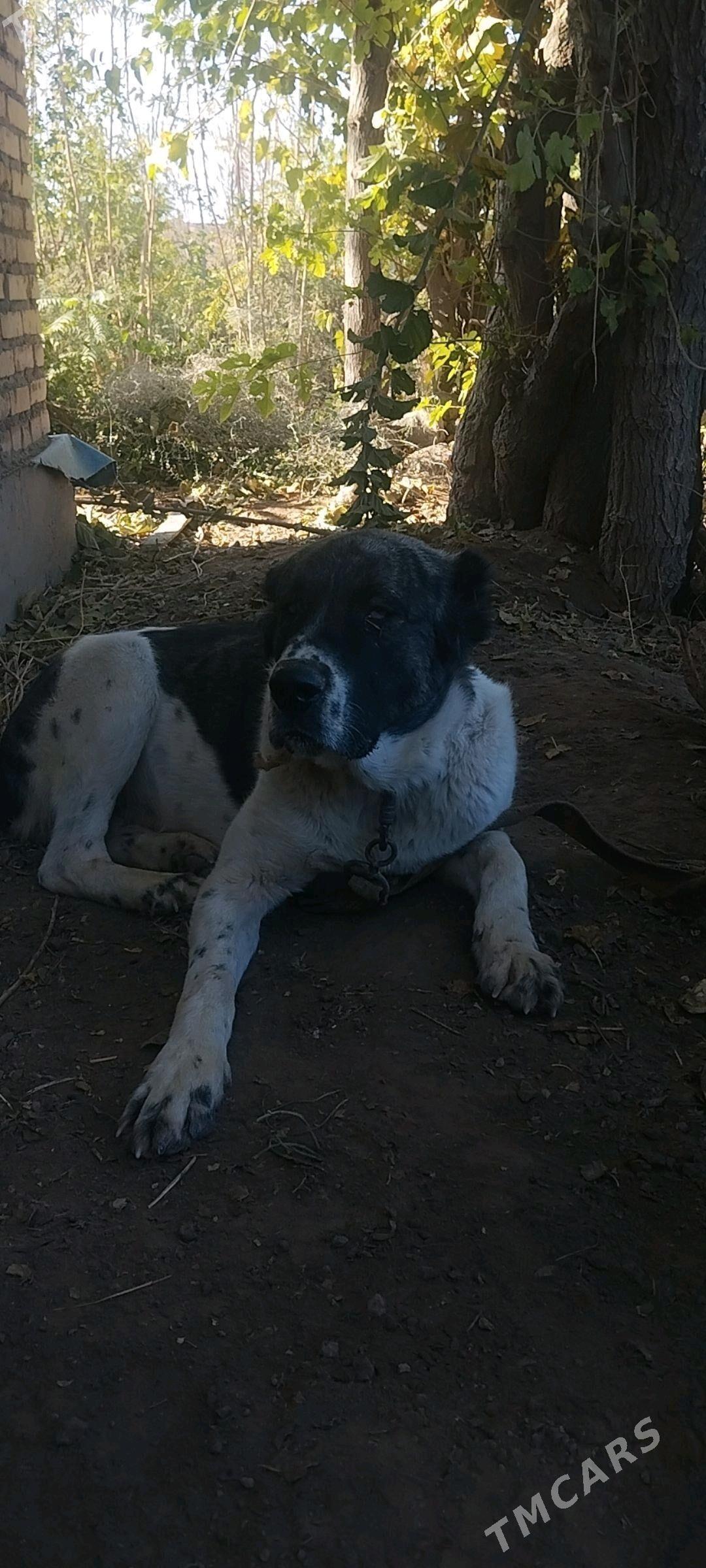 Baron - Саят - img 5