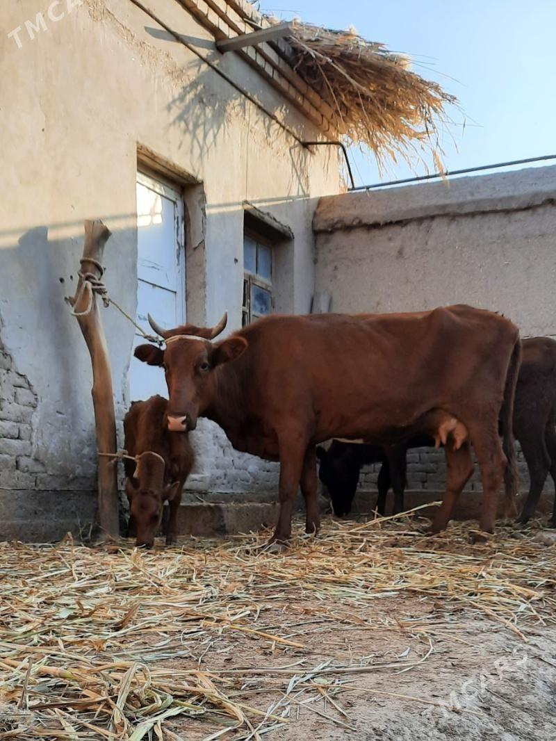 13.14.LIT.SÜÝDLEK GÖLELI SYGYR - Daşoguz - img 3