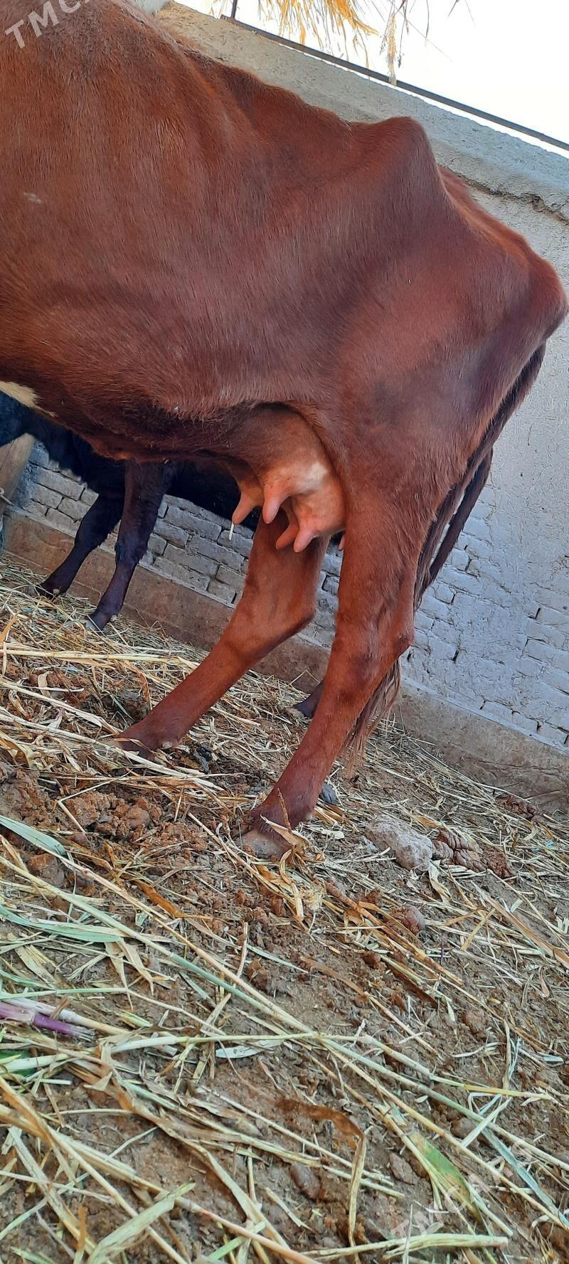 13.14.LIT.SÜÝDLEK GÖLELI SYGYR - Daşoguz - img 7