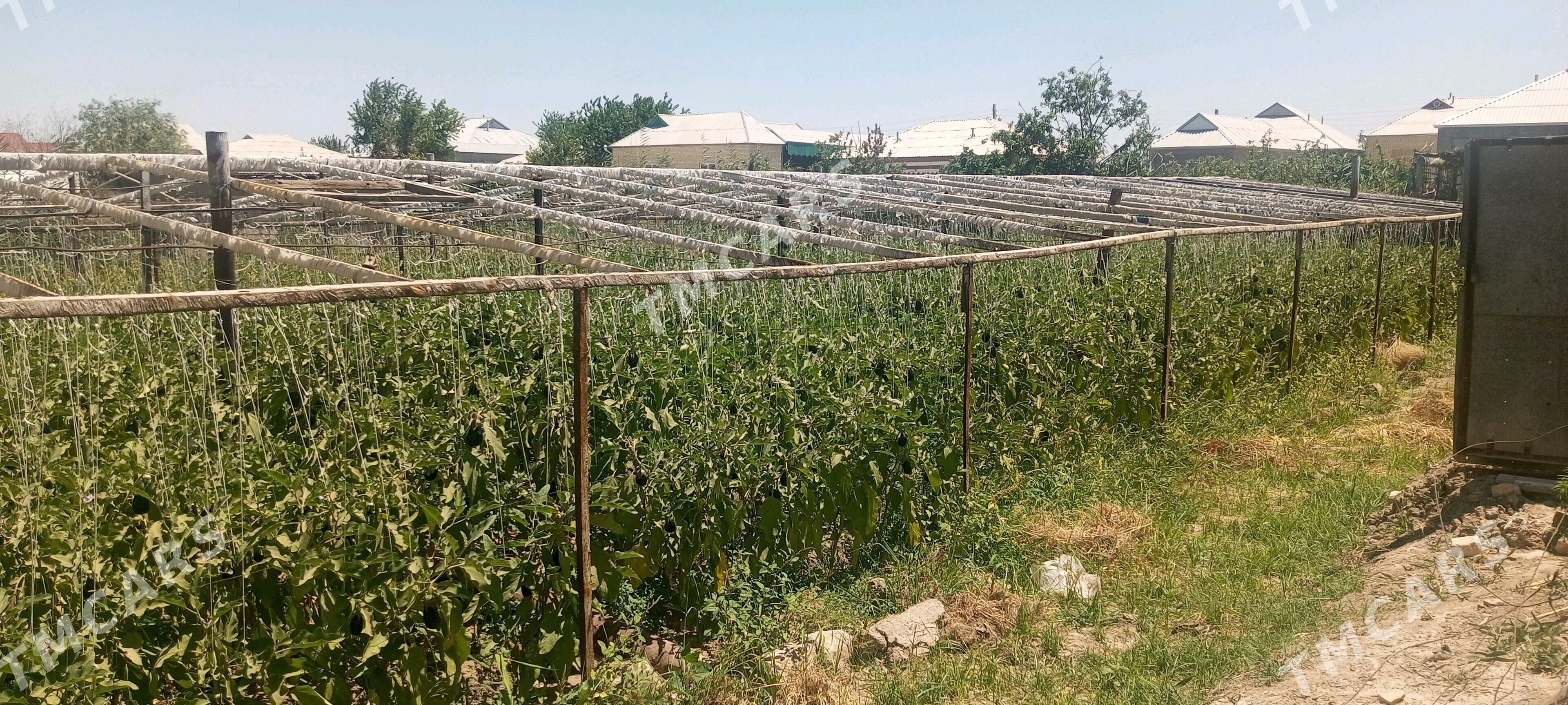 Teplisa arenda - Murgap - Murgap - img 2