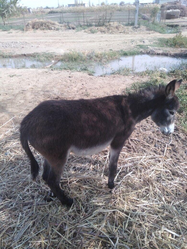 Kürre - Türkmengala - img 4