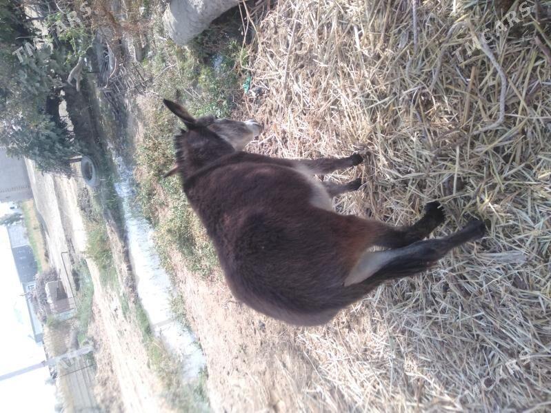 Kürre - Türkmengala - img 5