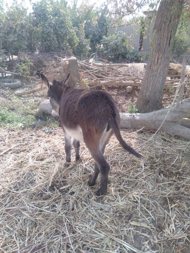 Kürre - Türkmengala - img 2