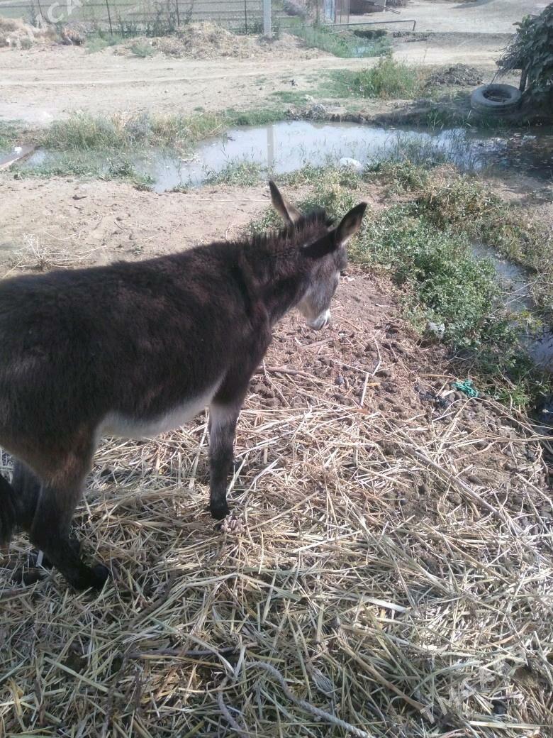 Kürre - Türkmengala - img 8