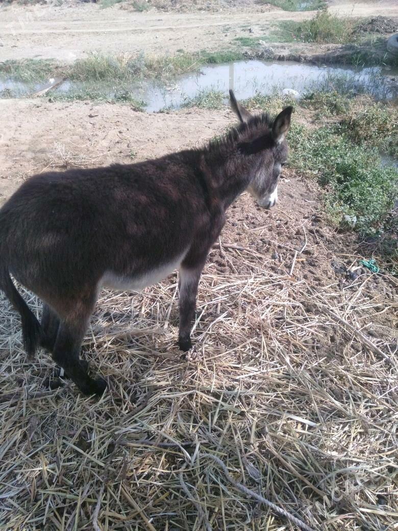 Kürre - Türkmengala - img 9