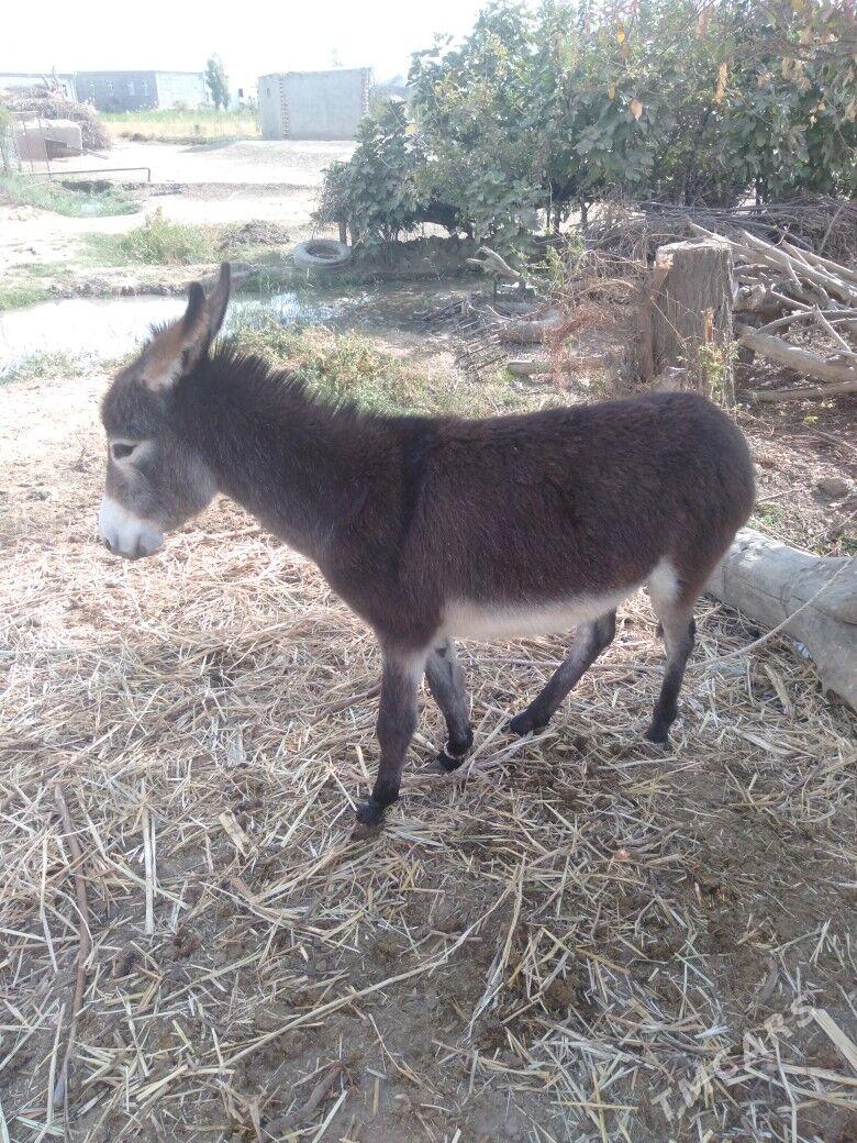 Kürre - Türkmengala - img 3