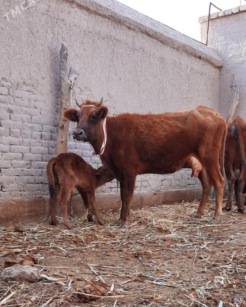 ÝAŞAJYK GÖLELI SYGYR - Köneürgenç - img 3