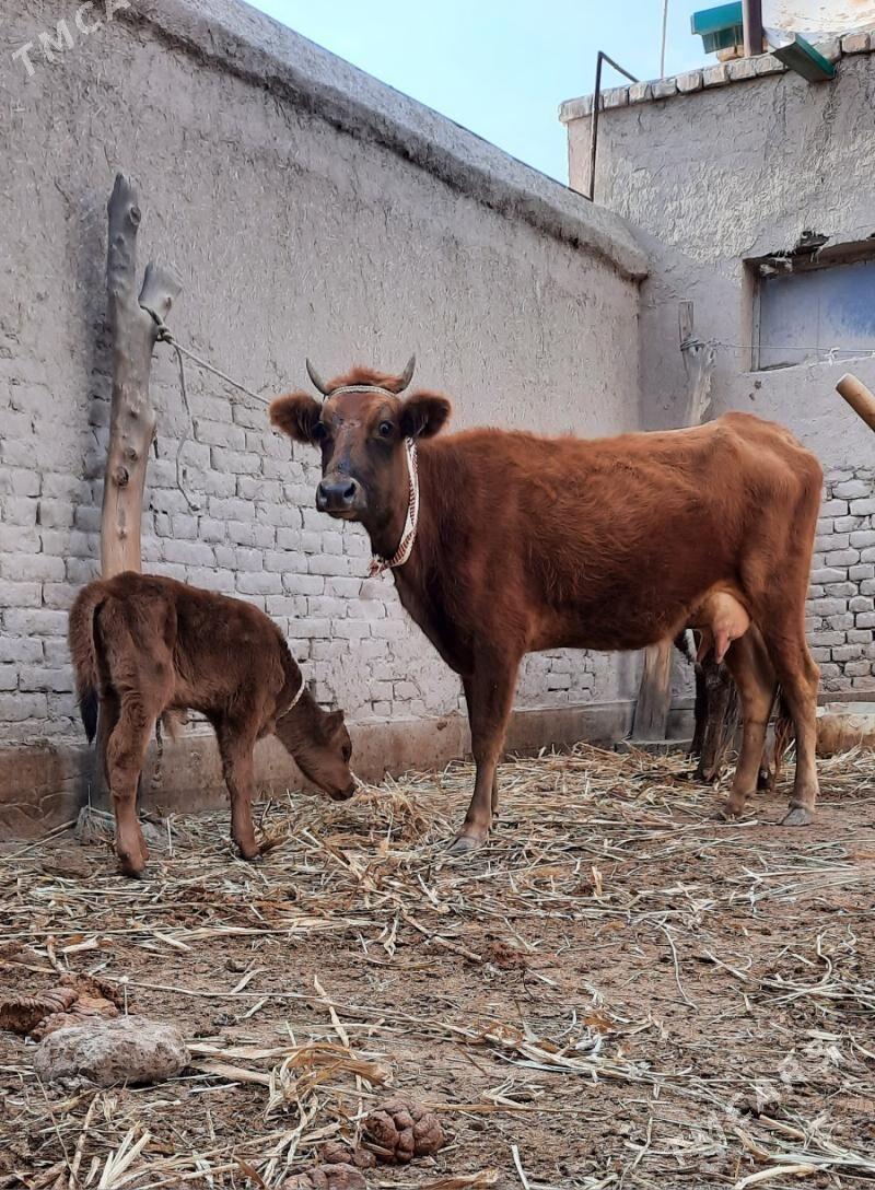 ÝAŞAJYK GÖLELI SYGYR - Köneürgenç - img 2