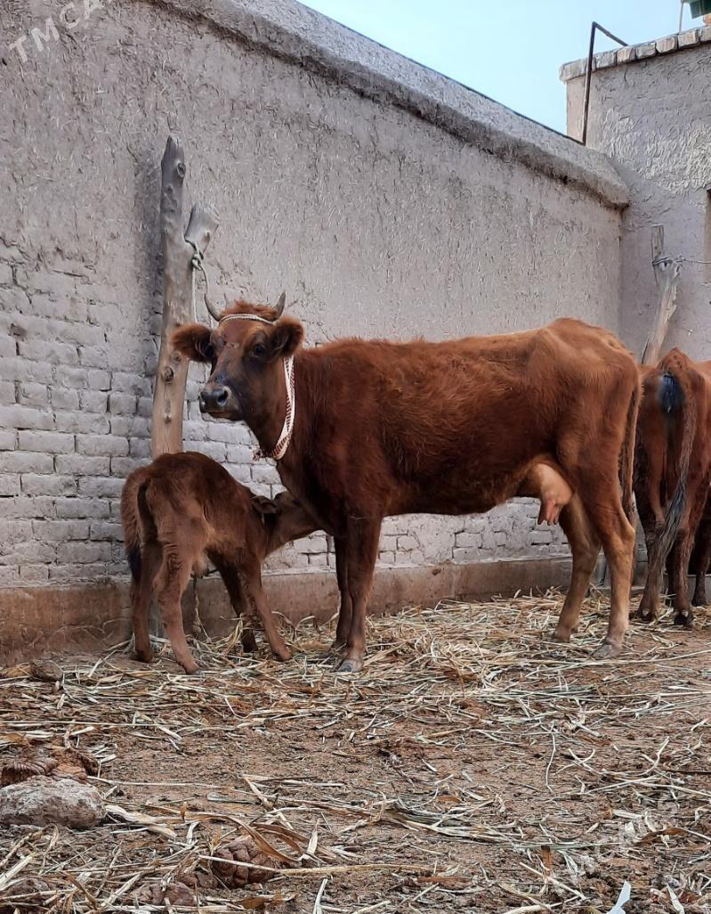 ÝAŞAJYK GÖLELI SYGYR - Köneürgenç - img 1