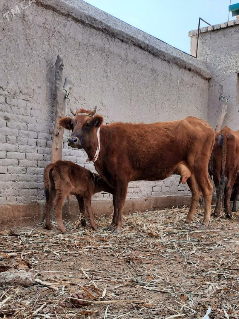 ÝAŞAJYK GÖLELI SYGYR - Köneürgenç - img 5