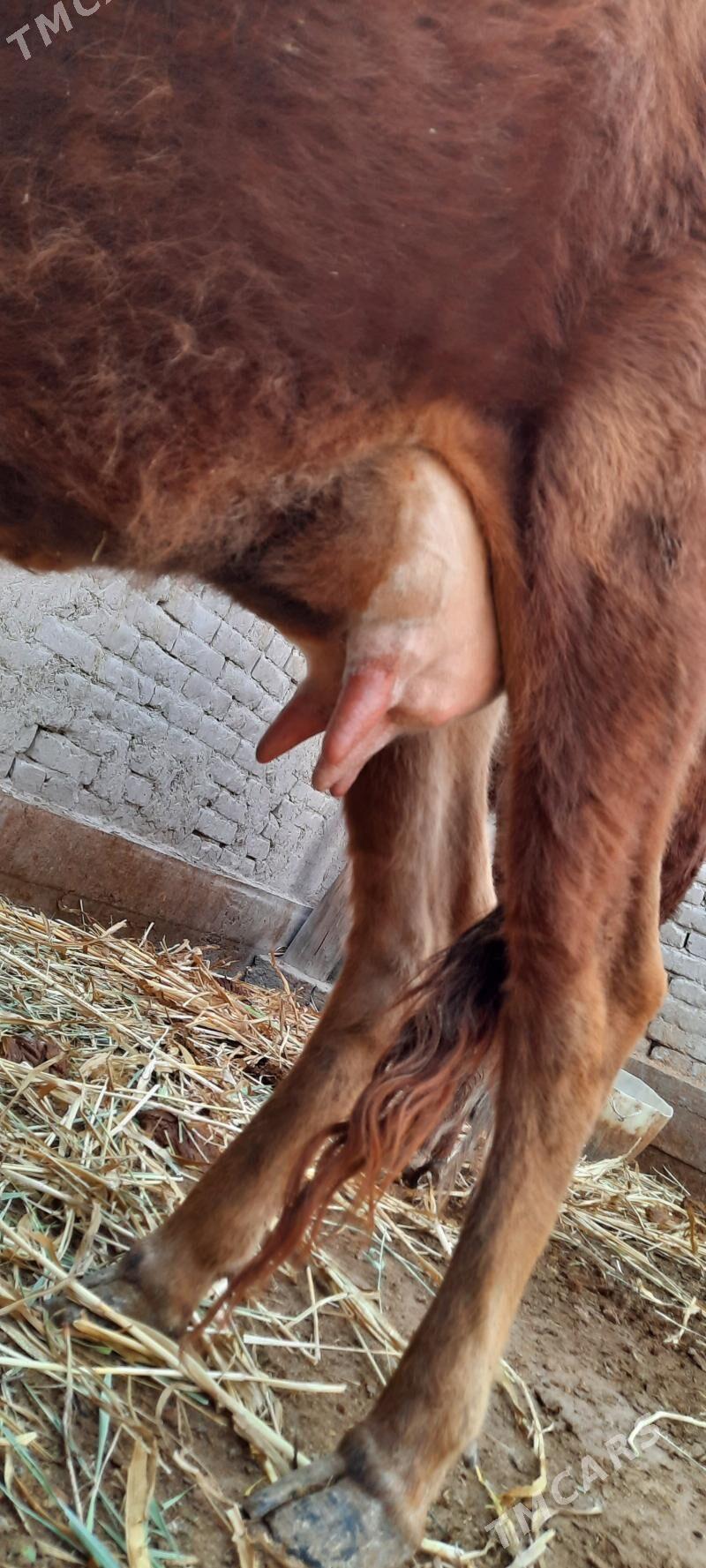 ÝAŞAJYK GÖLELI SYGYR - Köneürgenç - img 7