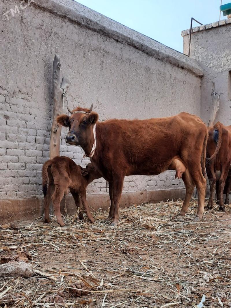 ÝAŞAJYK GÖLELI SYGYR - Köneürgenç - img 6