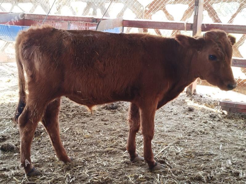 okizce - Baýramaly - img 1