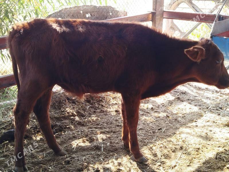 okizce - Baýramaly - img 2