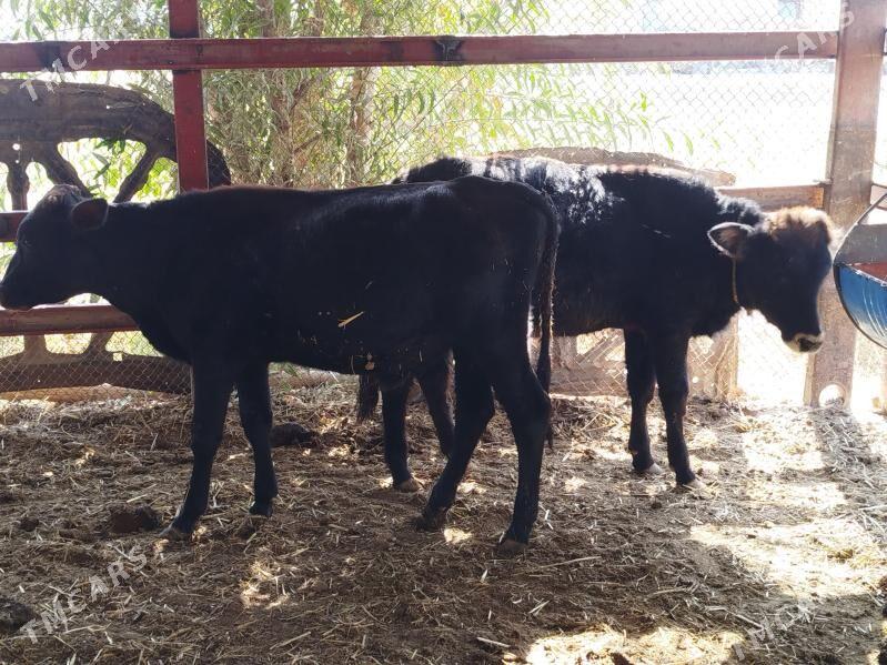 okizce - Baýramaly - img 3