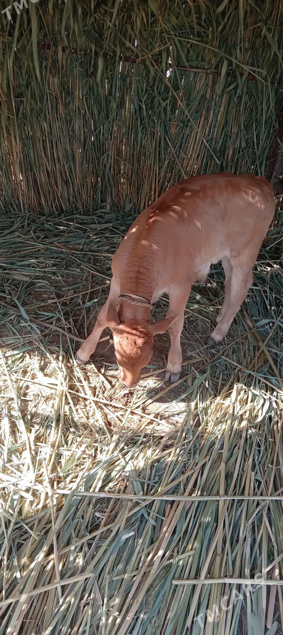 Sygyr - Gökdepe - img 1