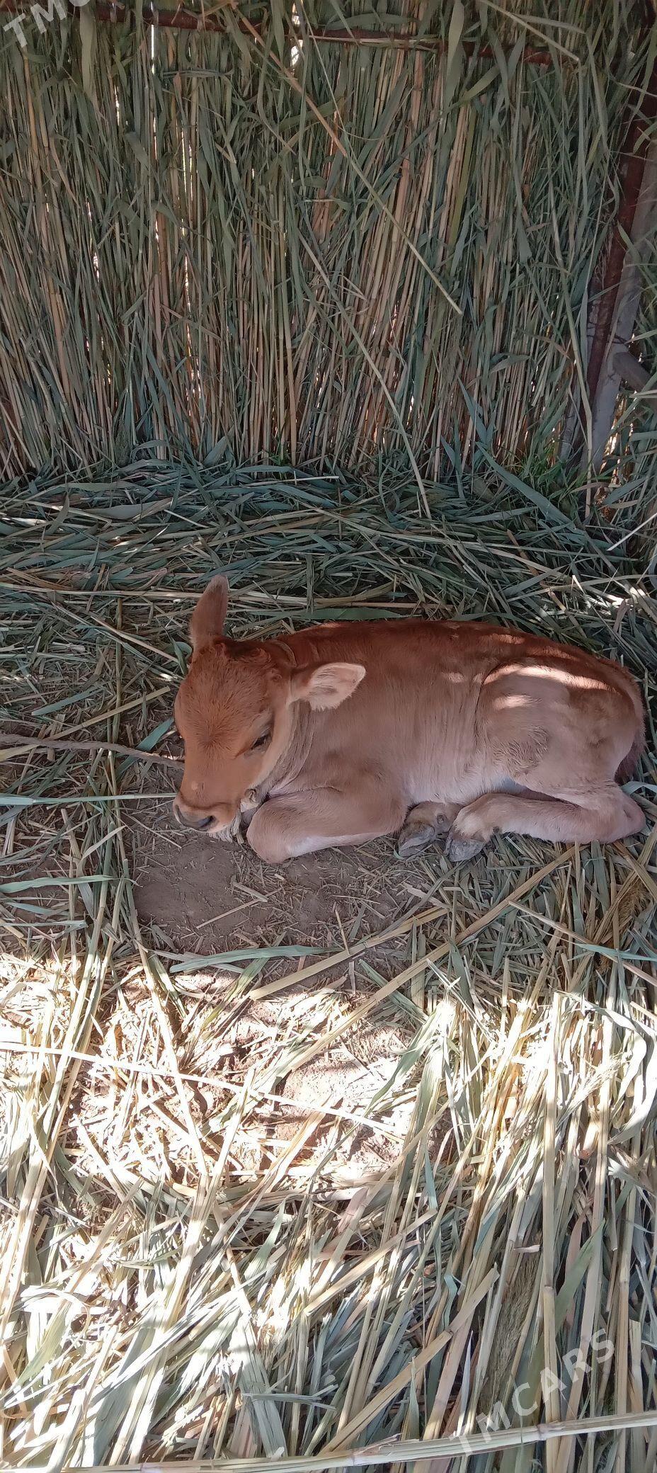 Sygyr - Gökdepe - img 2