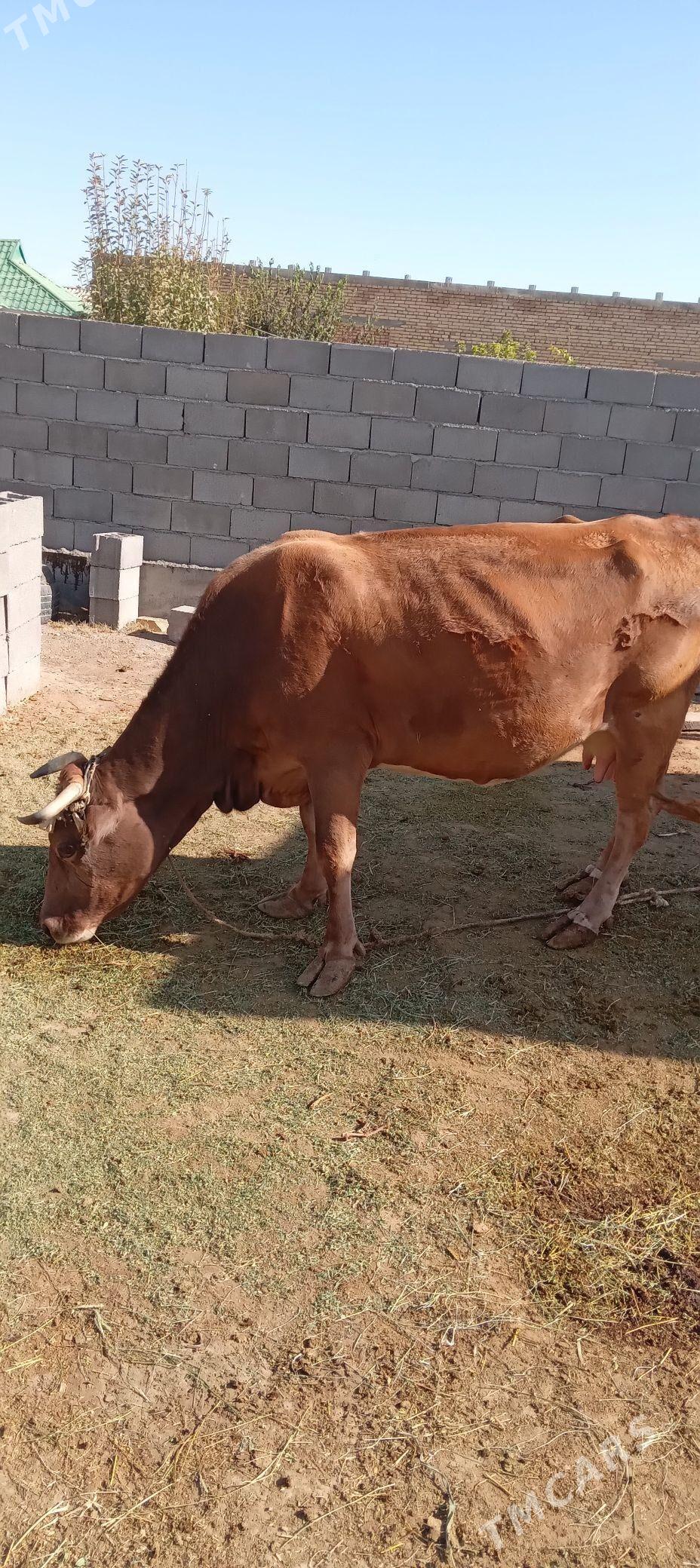 Sygyr - Gökdepe - img 3