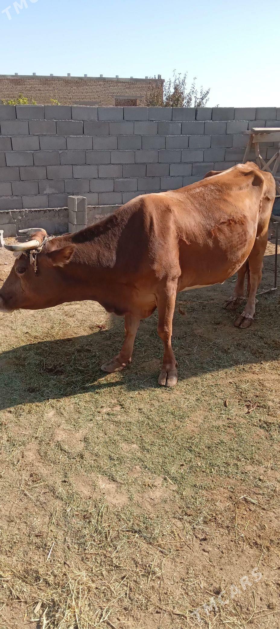 Sygyr - Gökdepe - img 4