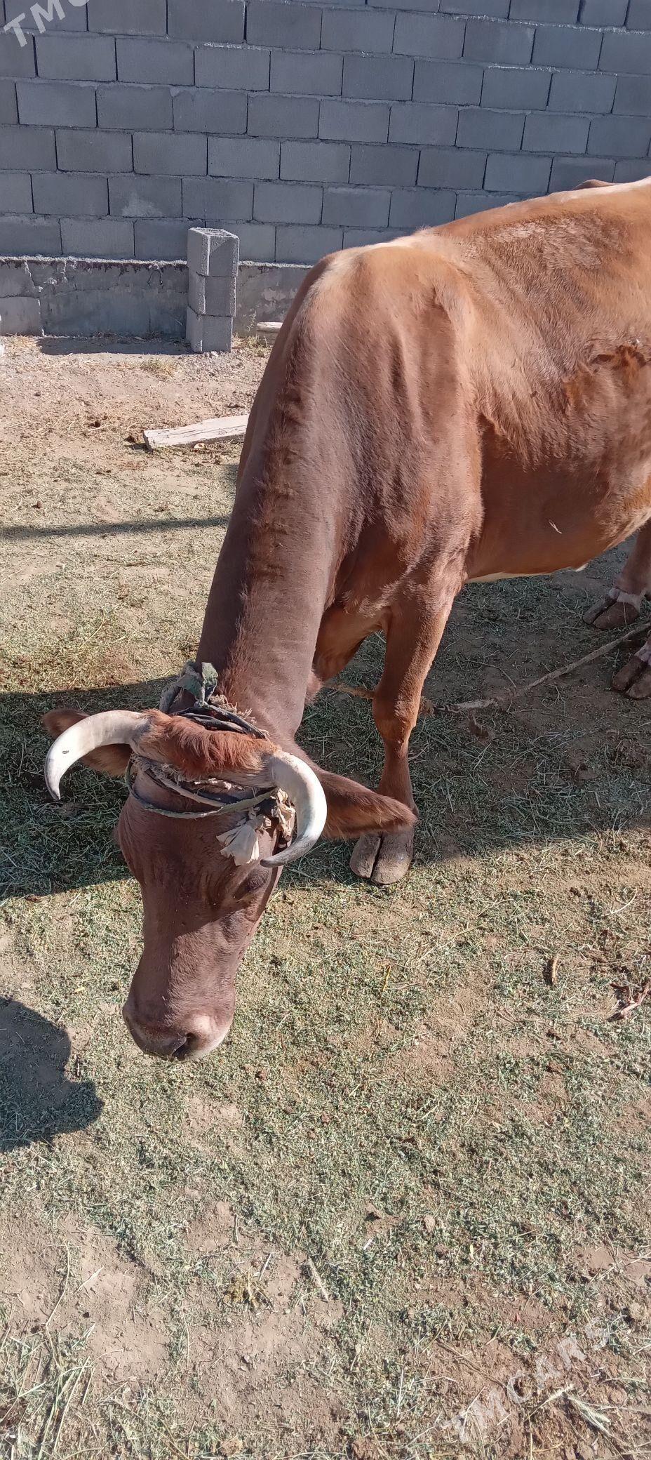 Sygyr - Gökdepe - img 5