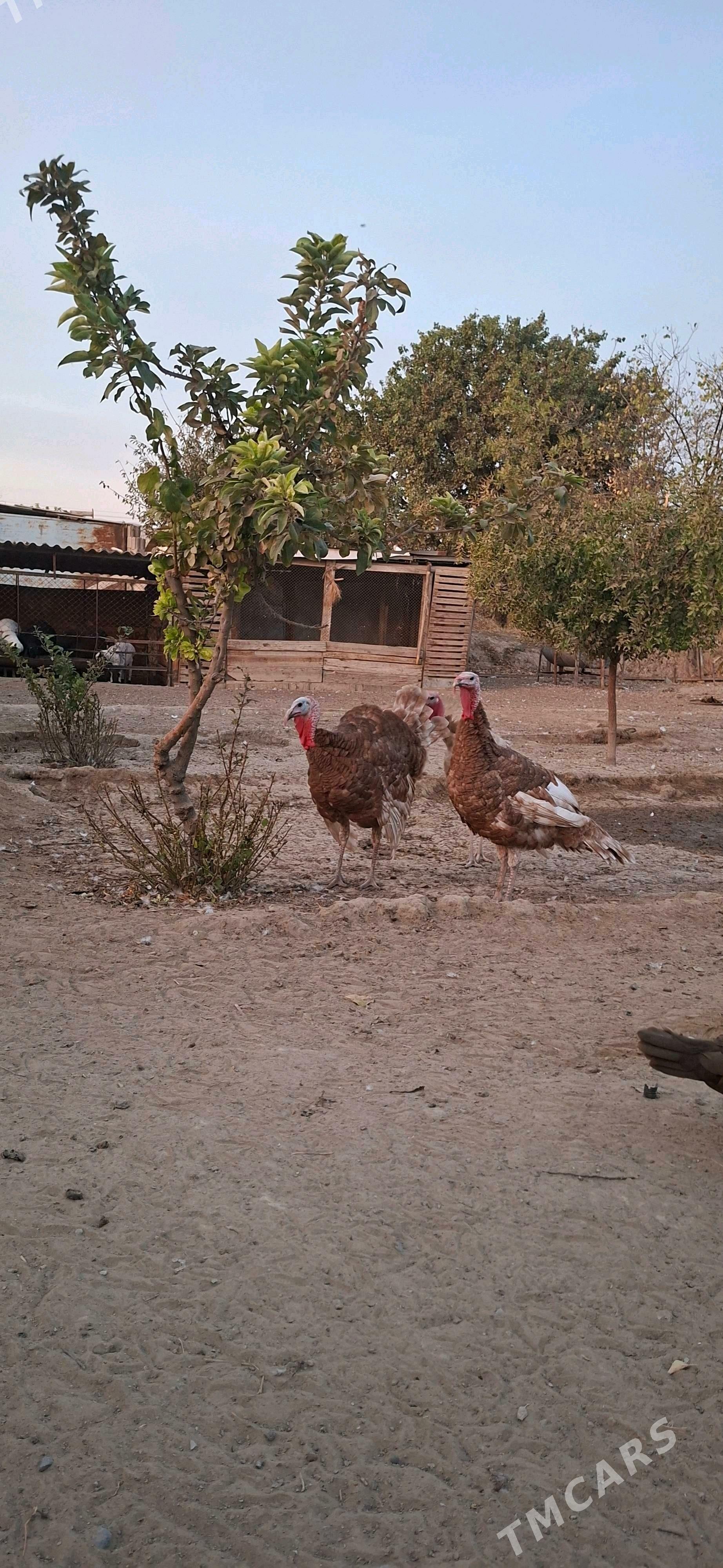 Owgan Induk - Gypjak - img 2