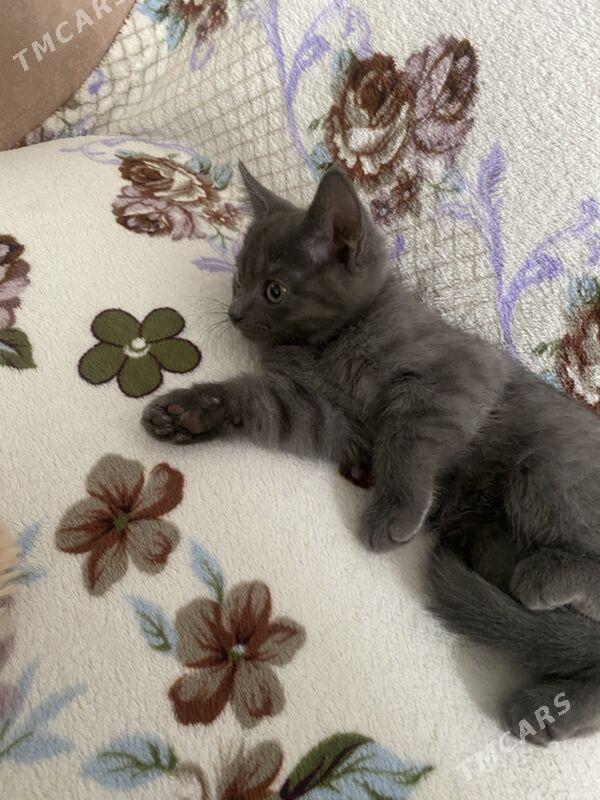 котята - Дашогуз - img 5