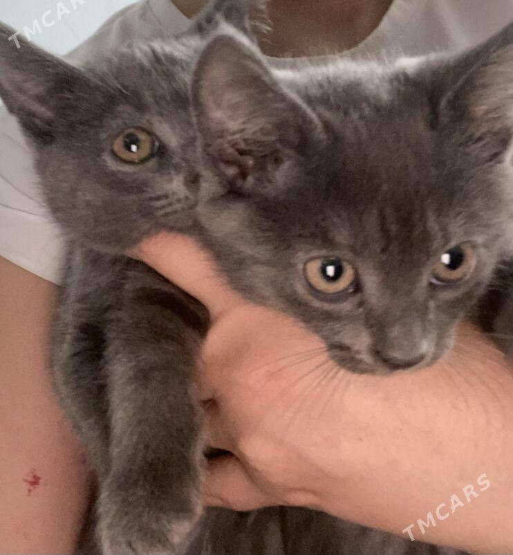 котята - Дашогуз - img 7