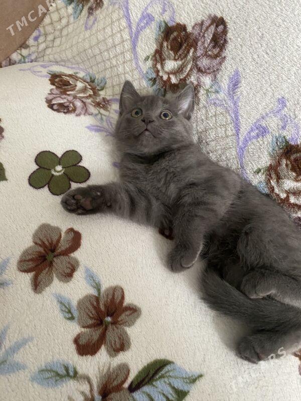 котята - Дашогуз - img 4