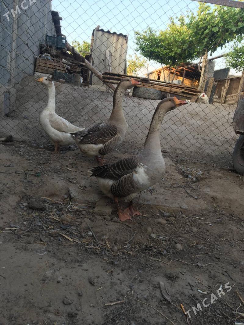 Guss - Кипджак - img 3