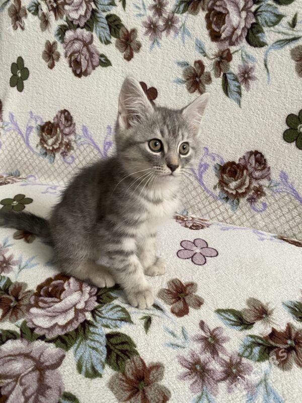 котята - Дашогуз - img 6