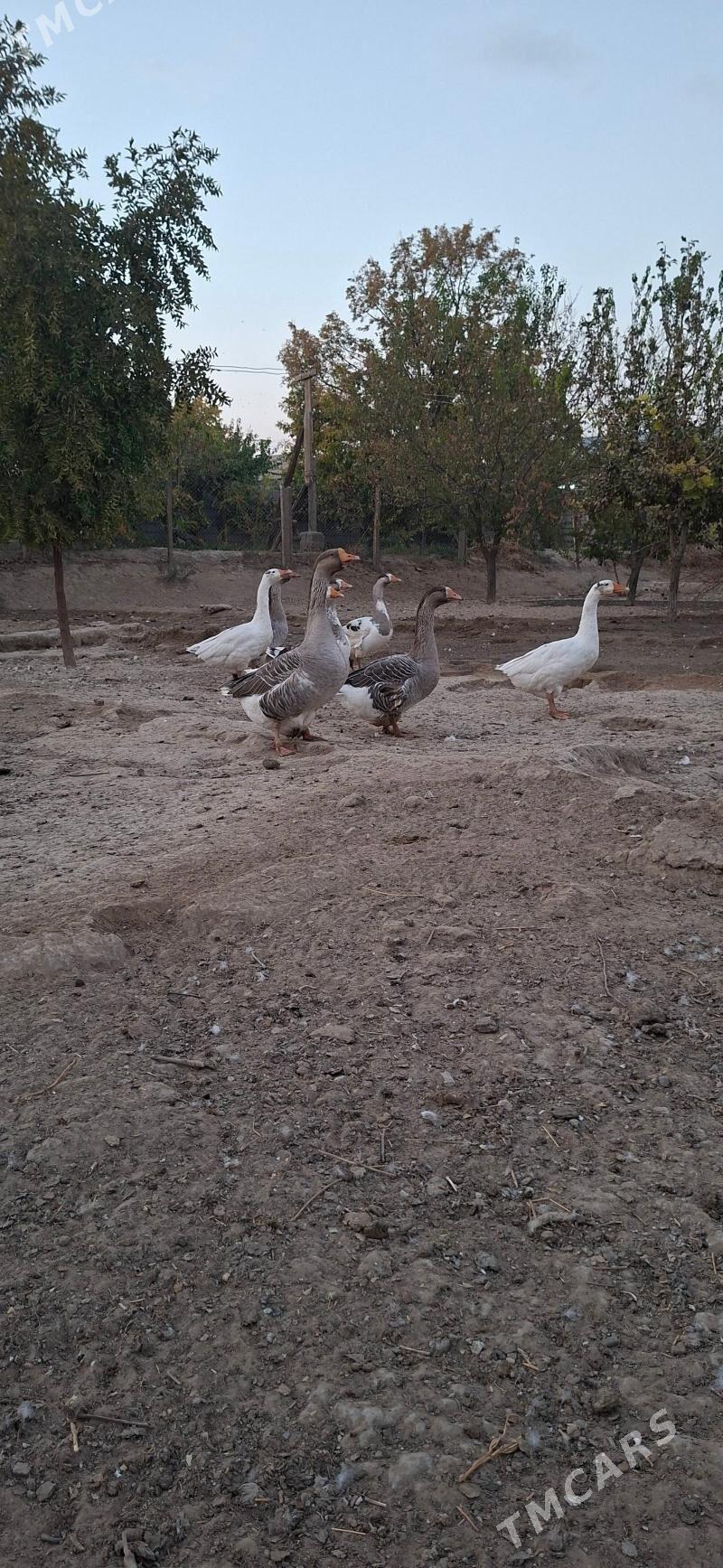 Guss - Кипджак - img 2