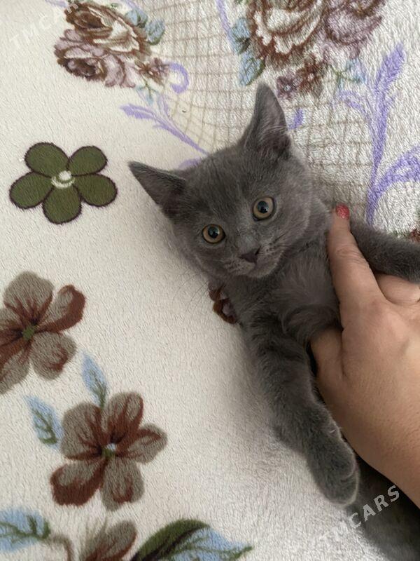 котята - Дашогуз - img 3