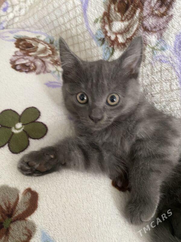 котята - Daşoguz - img 1