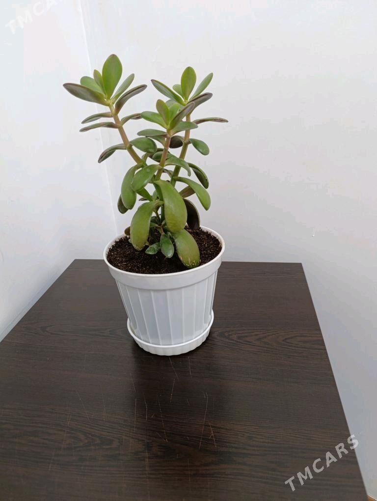 толстянка-денежное дерево - Мир 5 - img 1