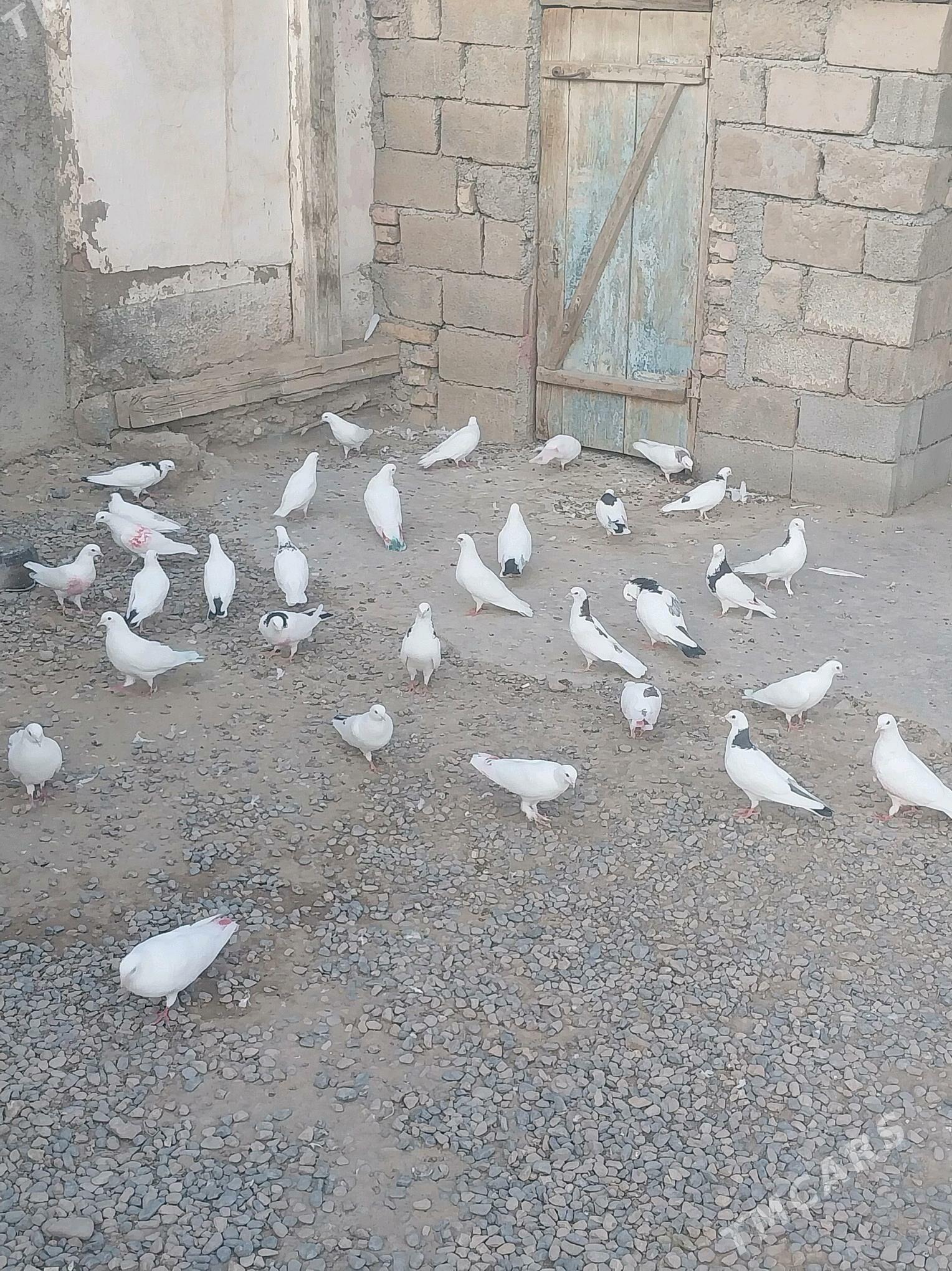 kepderler - Tejen - img 1