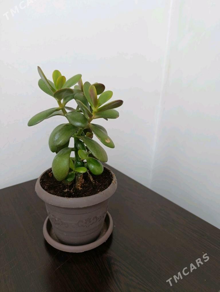 толстянка-денежное дерево - Мир 5 - img 1