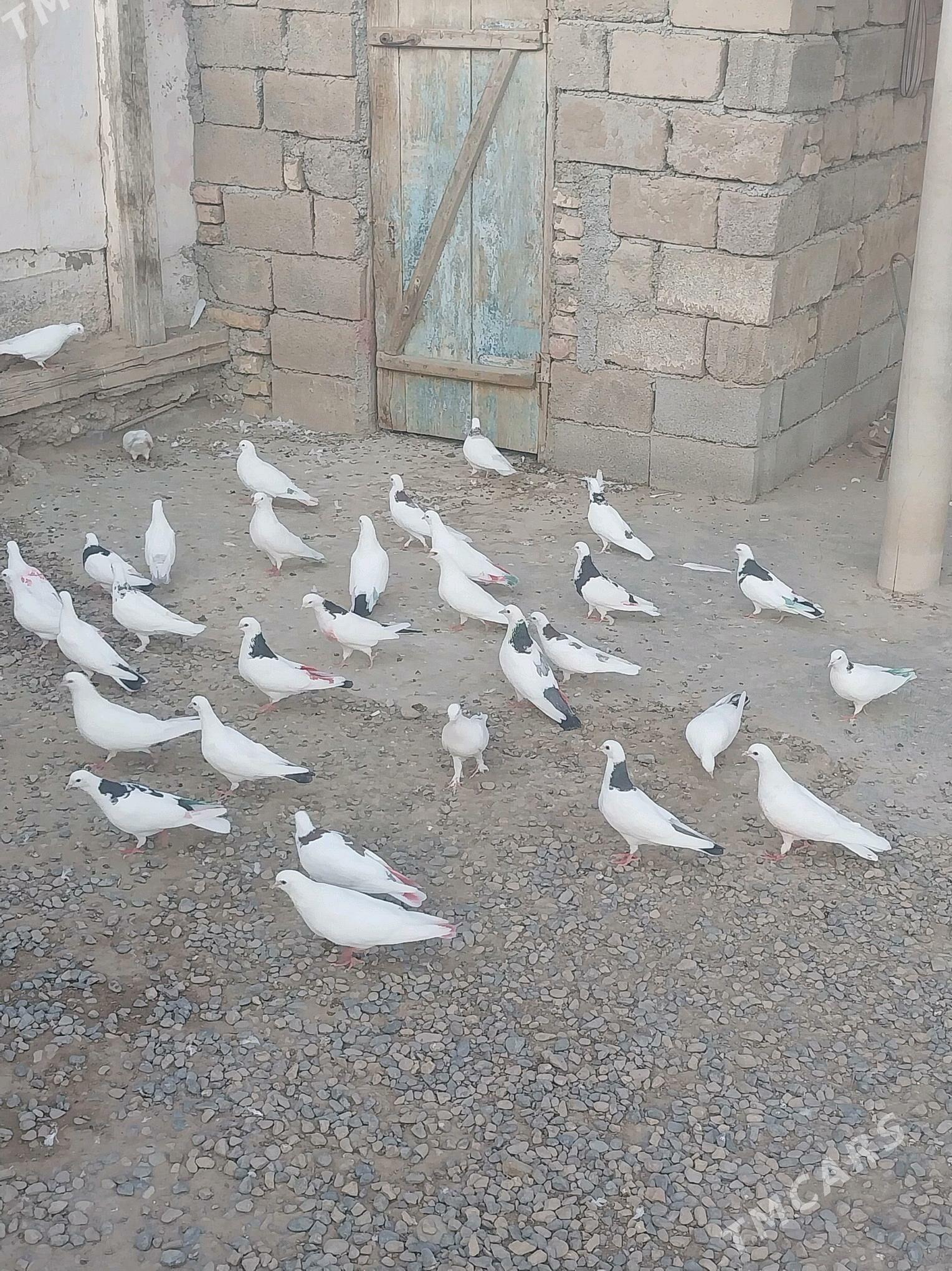 kepderler - Tejen - img 2