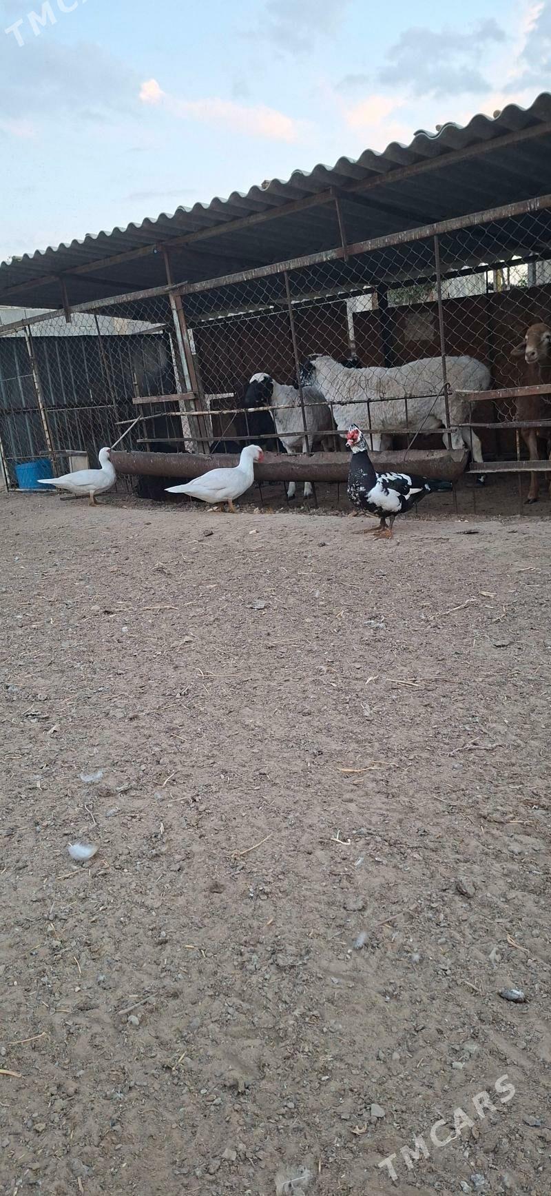 Yasylbas - Gypjak - img 3