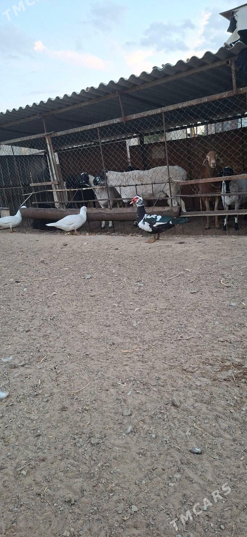 Yasylbas - Gypjak - img 2