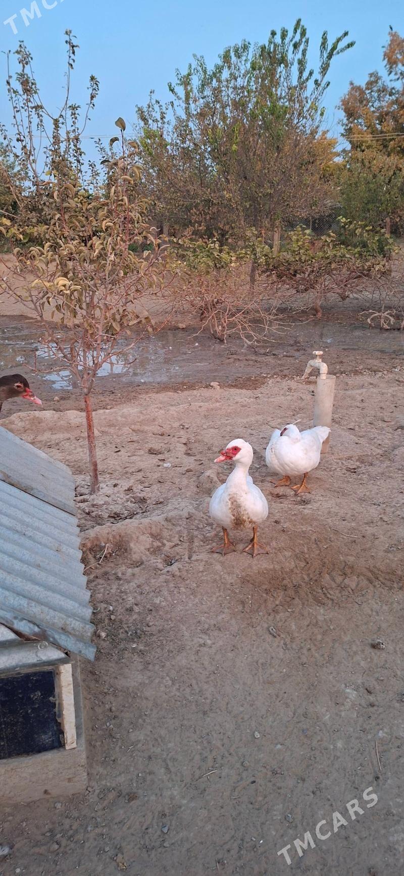 Yasylbas - Gypjak - img 1