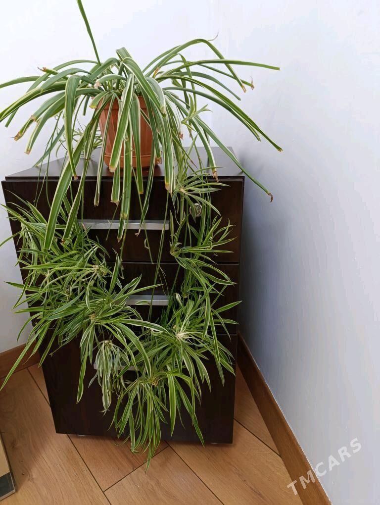 хлорофитум - Parahat 5 - img 2