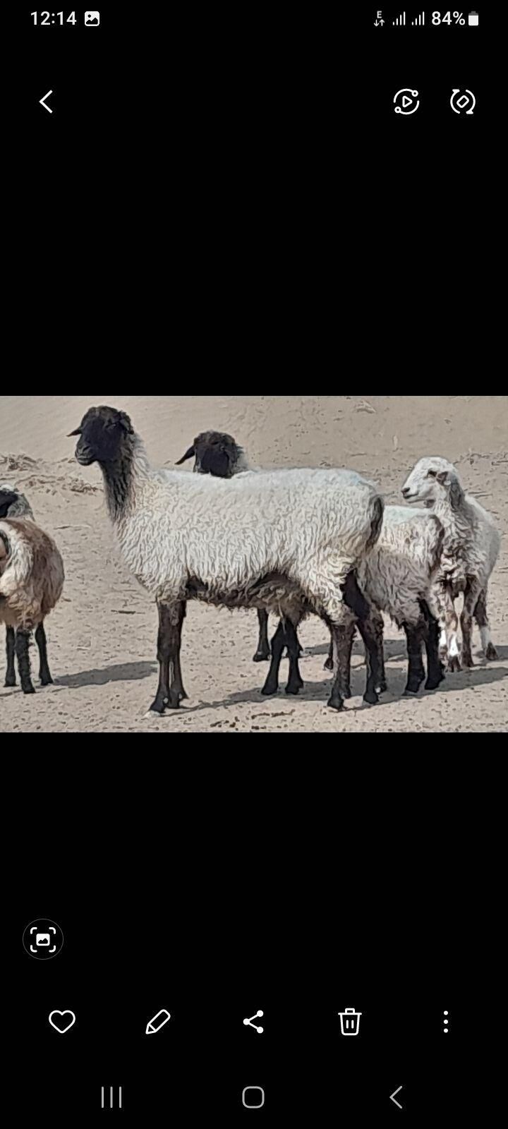 goyun - Gökdepe - img 3