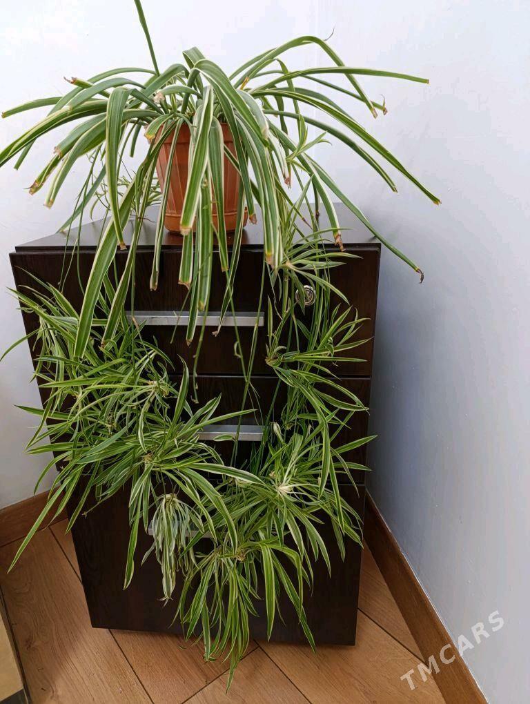 хлорофитум - Мир 5 - img 1