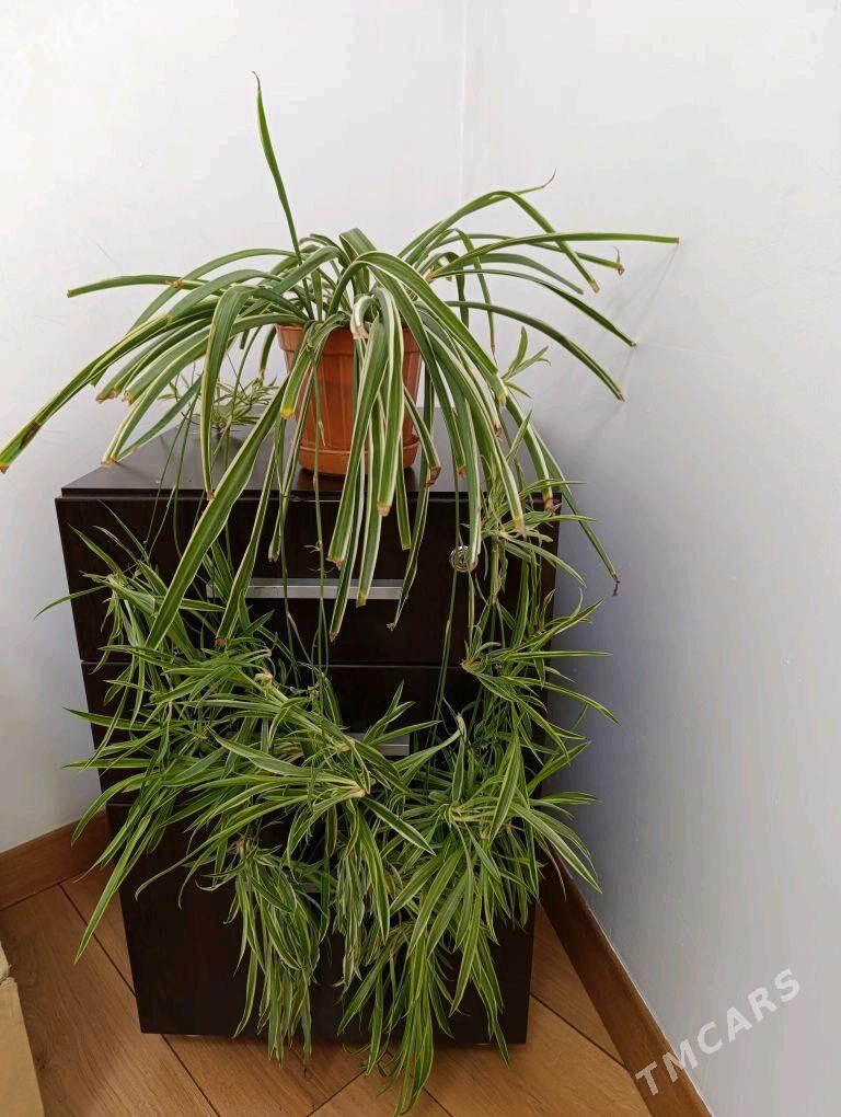 хлорофитум - Parahat 5 - img 3