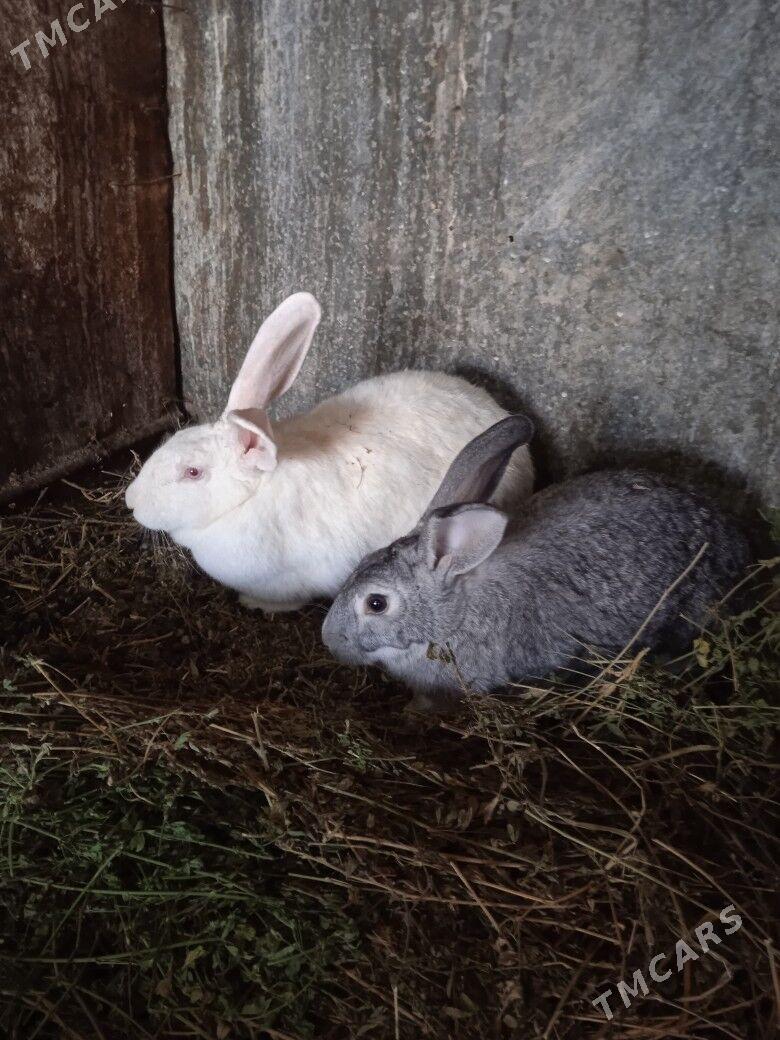 towsan - Чарджоу - img 2