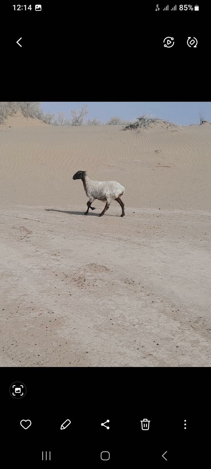 goyun - Gökdepe - img 4