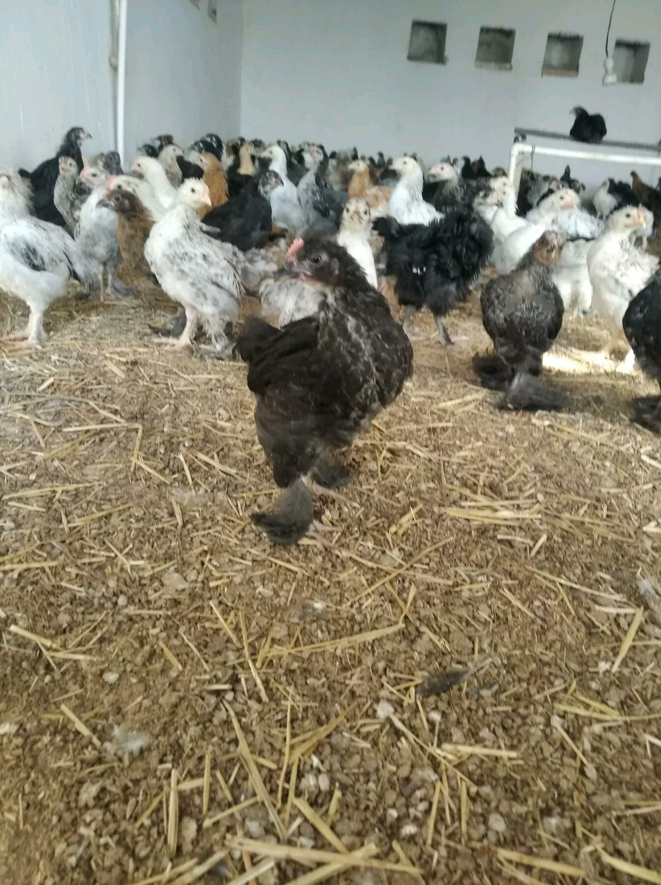 balakly jujeler - Sakarçäge - img 2