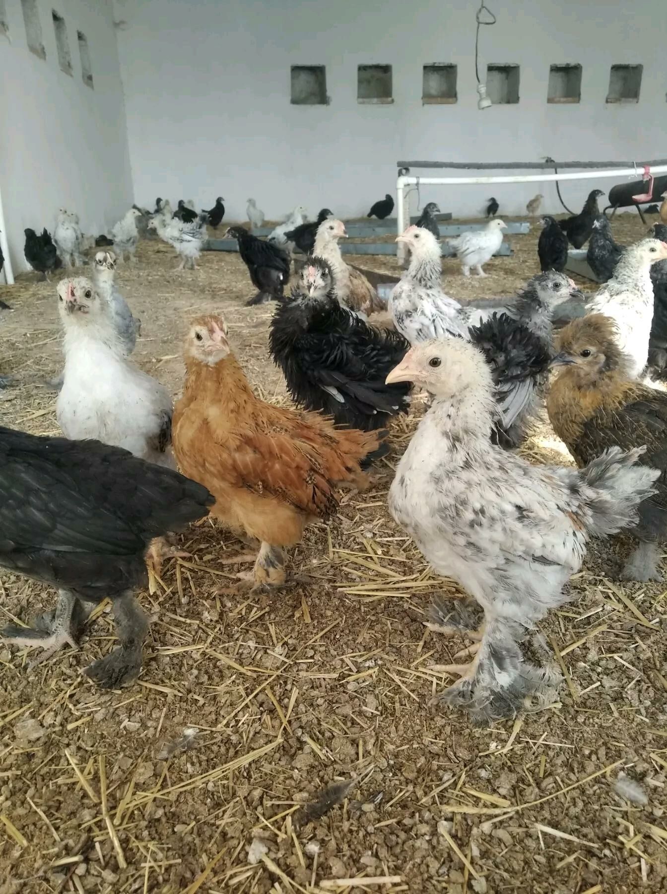 balakly jujeler - Sakarçäge - img 1