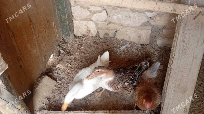 ördek - Гызыларбат - img 1